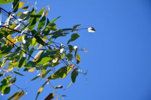 eucalyptus